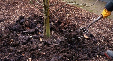 Jak krmit meruňky v létě, na jaře a na podzim během plodování a po sklizni, jak hnojit